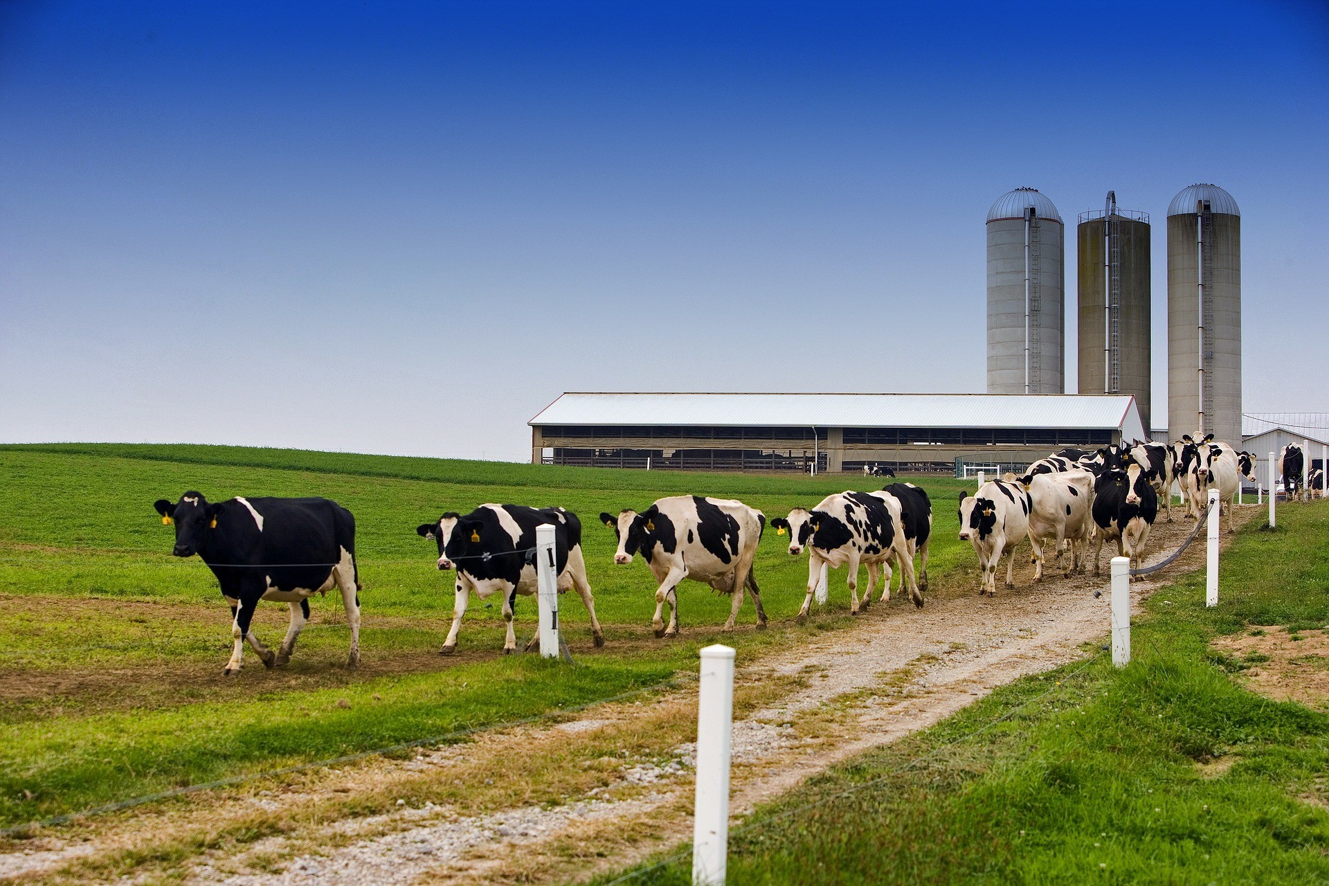 an image of several cows with a farm in the background
