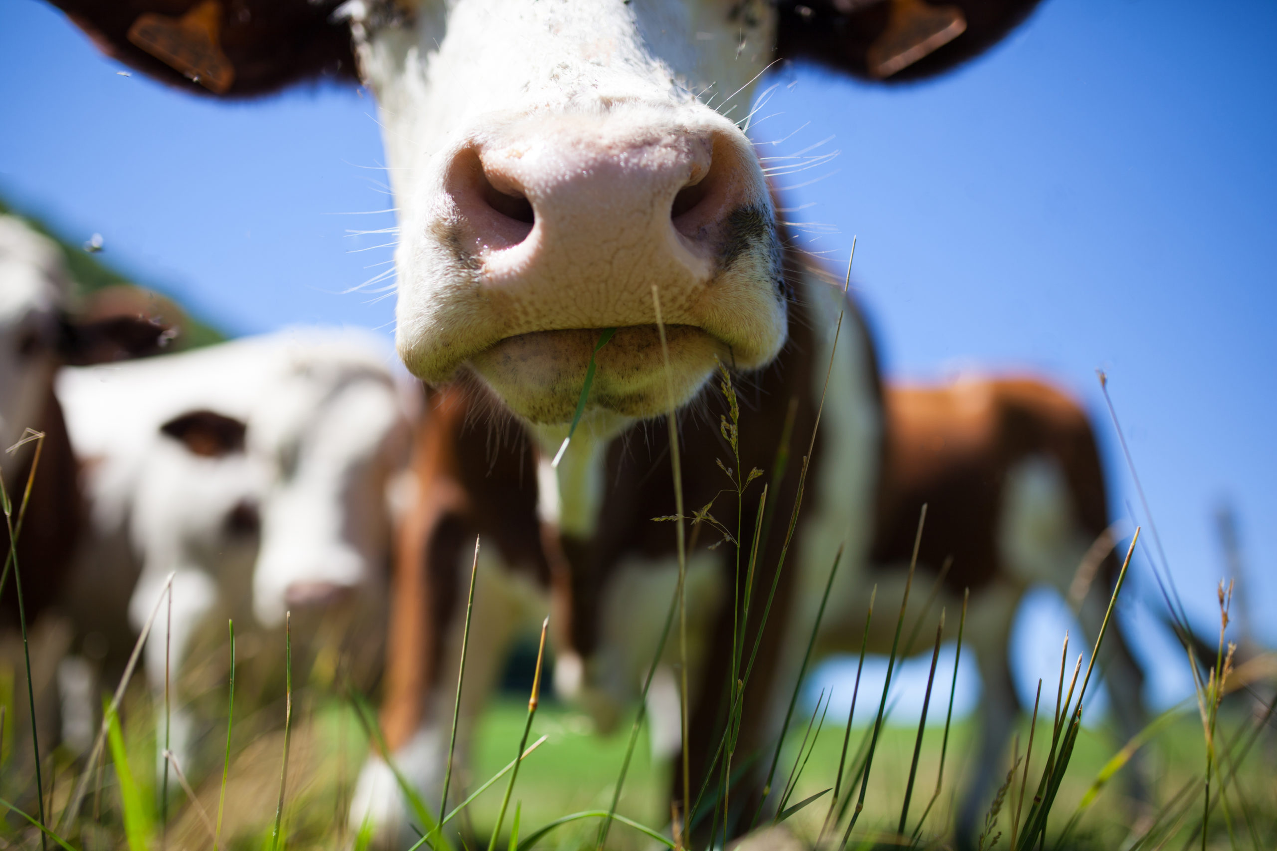 a close up image of a cow eating grass